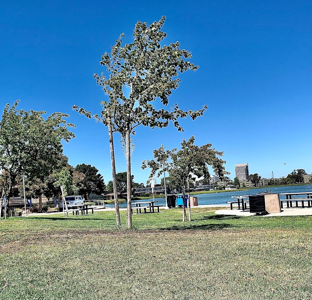 Lakeshore Park / Marten's Field 2