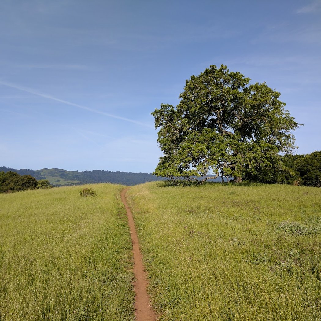 Restoration and Birding at Pearson-Arastradero Preserve 1