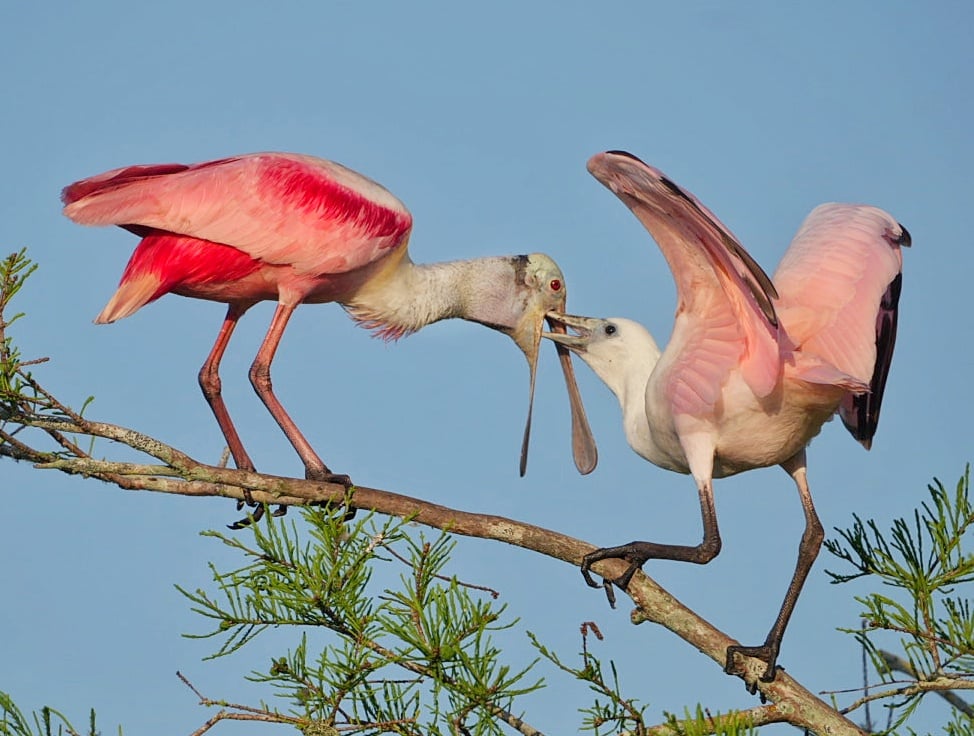 Orlando Wetlands 2