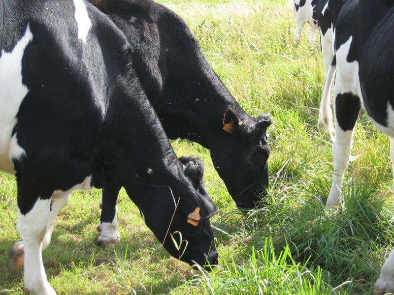 Farm Grignon 2