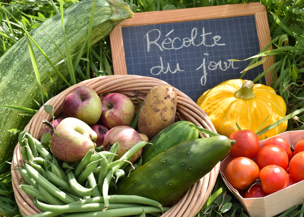 Cueillettes d'été à la Ferme de Paris