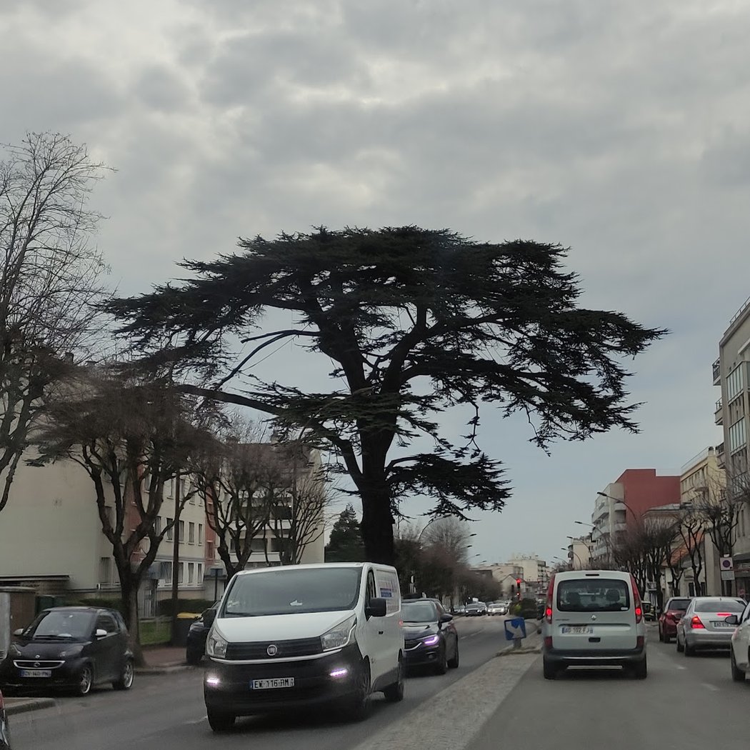 Cèdre du Liban 1
