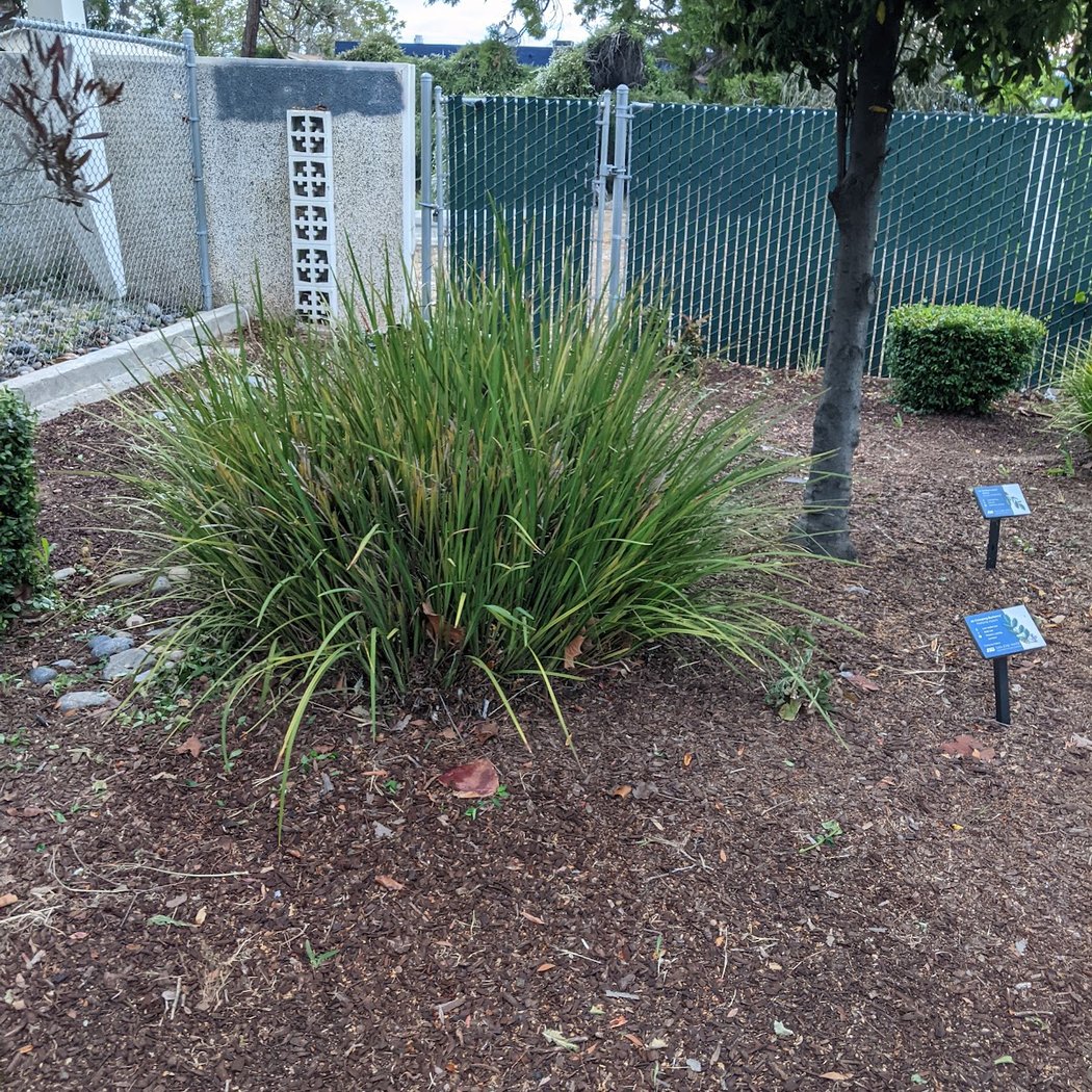 San Jose water demonstration garden 3