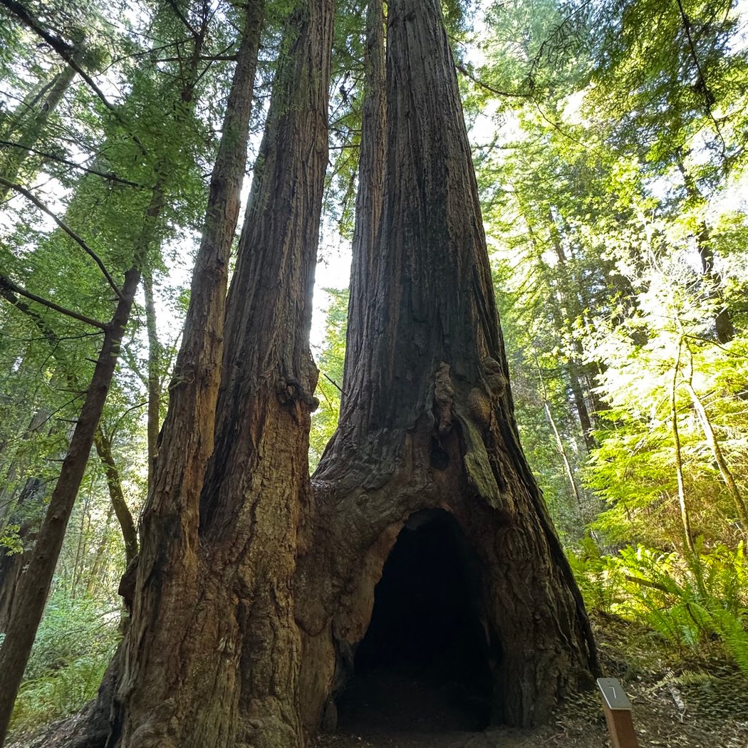 Tall Trees Grove 3