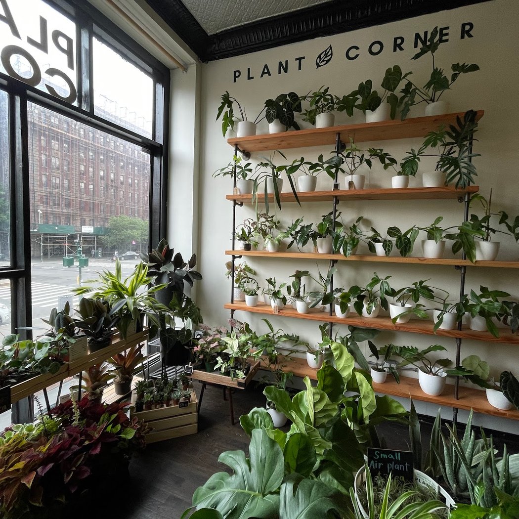 Plant Corner 3