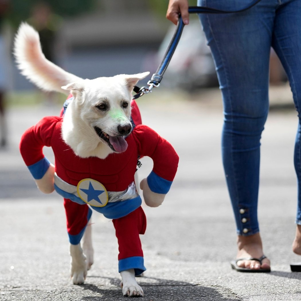 Pawfest Carnival 3