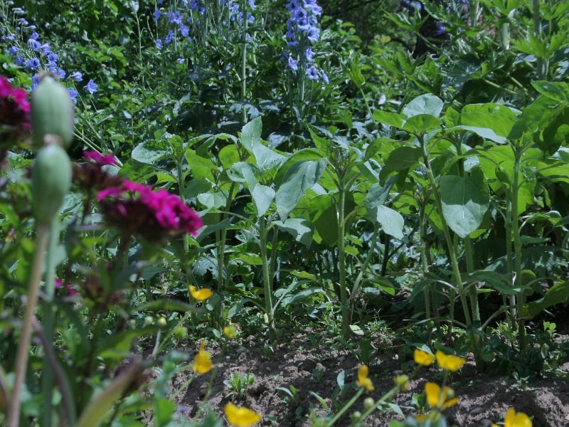 Ognon Le Potager Fleuri 4