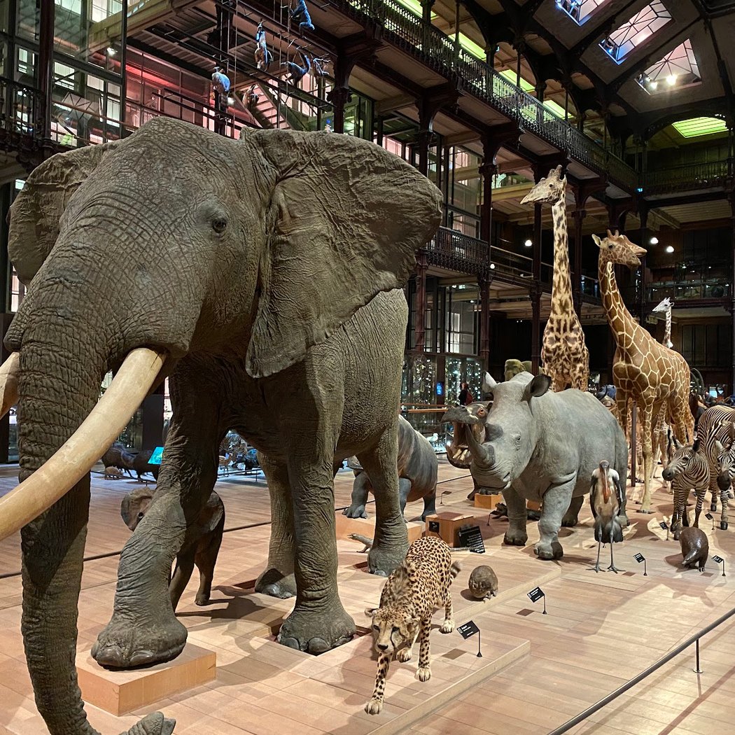 Grande Galerie de l'Évolution 4