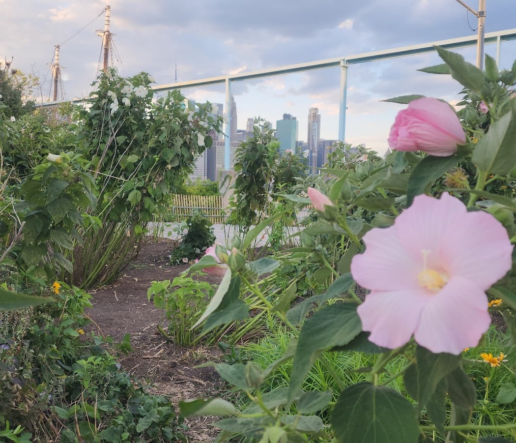 Pier 6 Flower Field 1