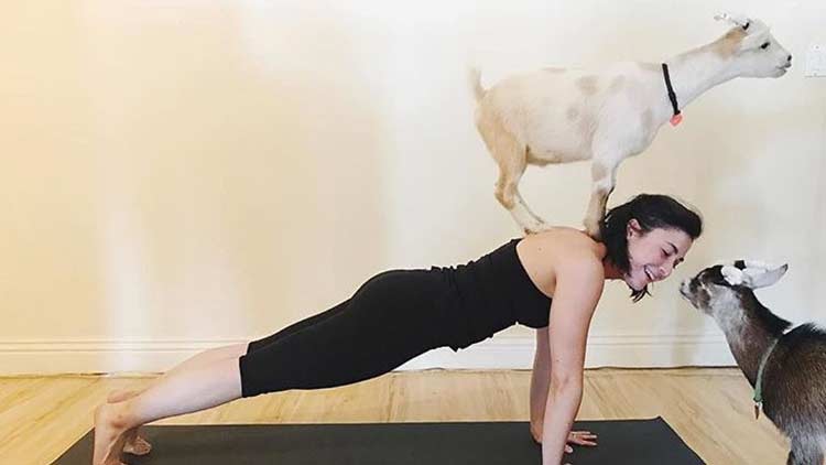 Goat Yoga