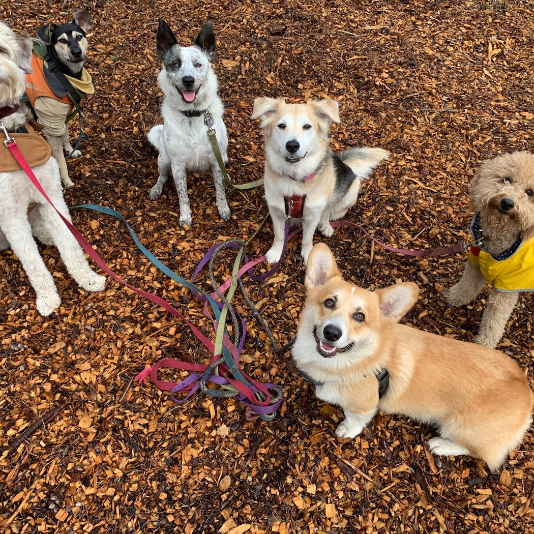 Oakland Pet Care 1