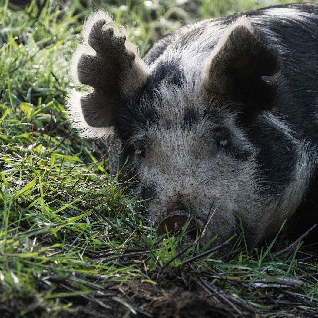 Earth Day Celebration With Rescued Farm Animals 1