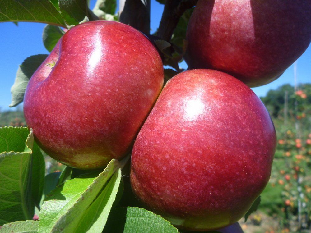 U-Pick Apples 2