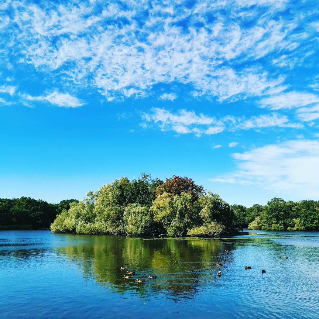 Epping Forest 1