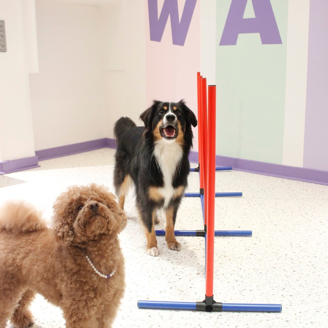 Waggy Dog Daycare 3