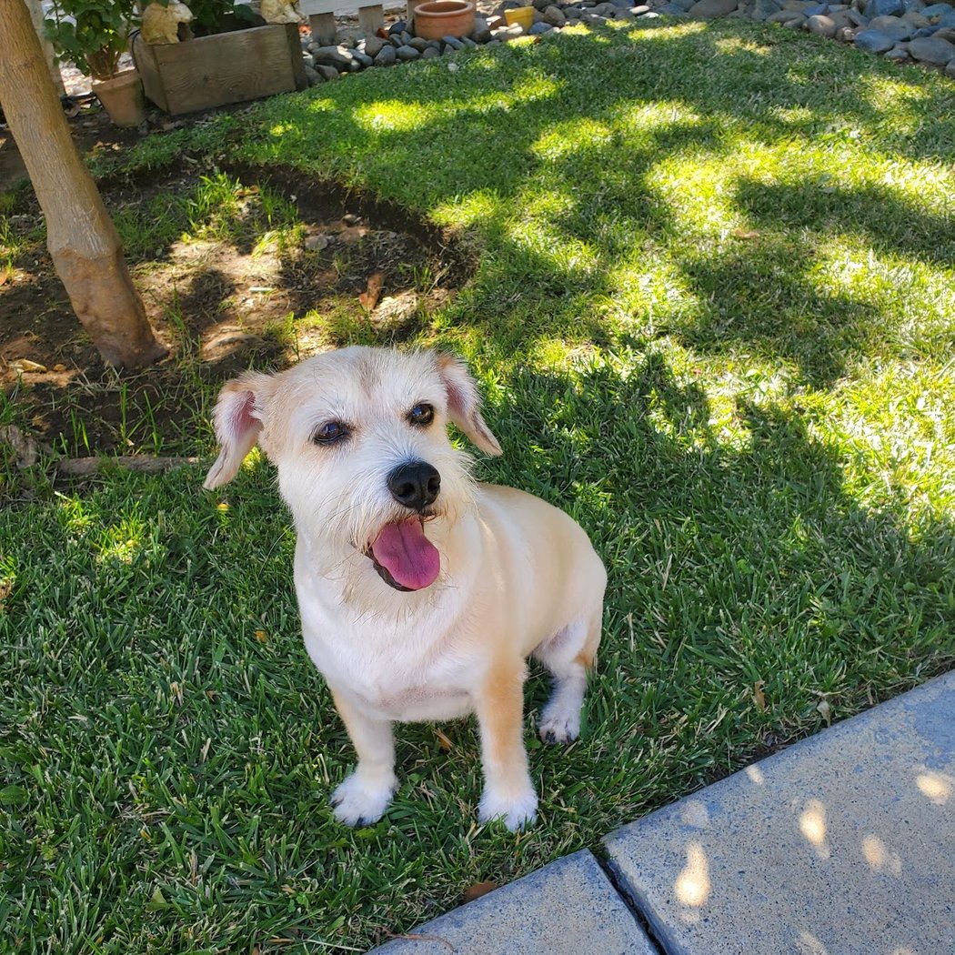 Napa Humane (Humane Society Napa County) 3