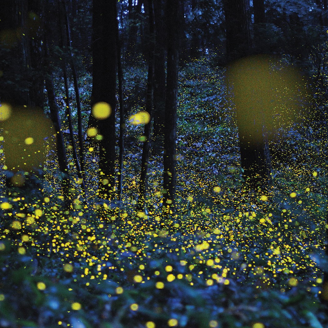 Night Hike: Firefly Walk 1