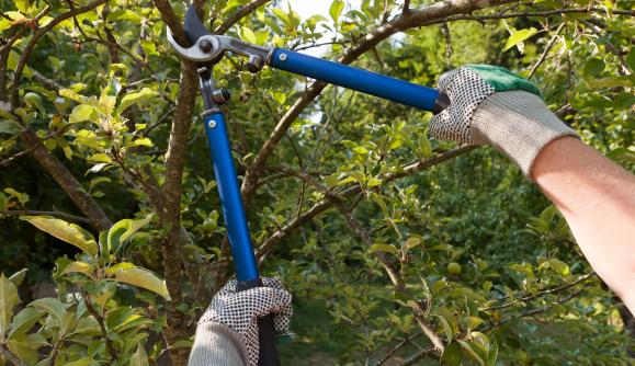 Spring Pruning Basics with Brad Roeller 1