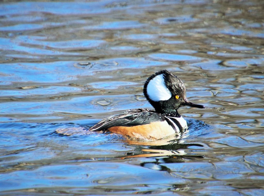 Bird Hike 1