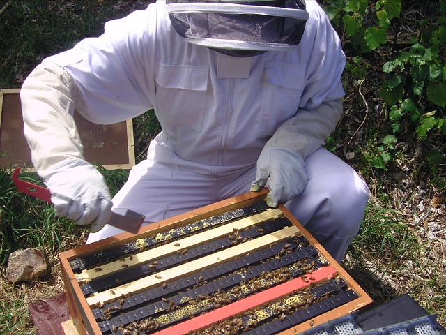 Hands-on Beekeeping Class 3