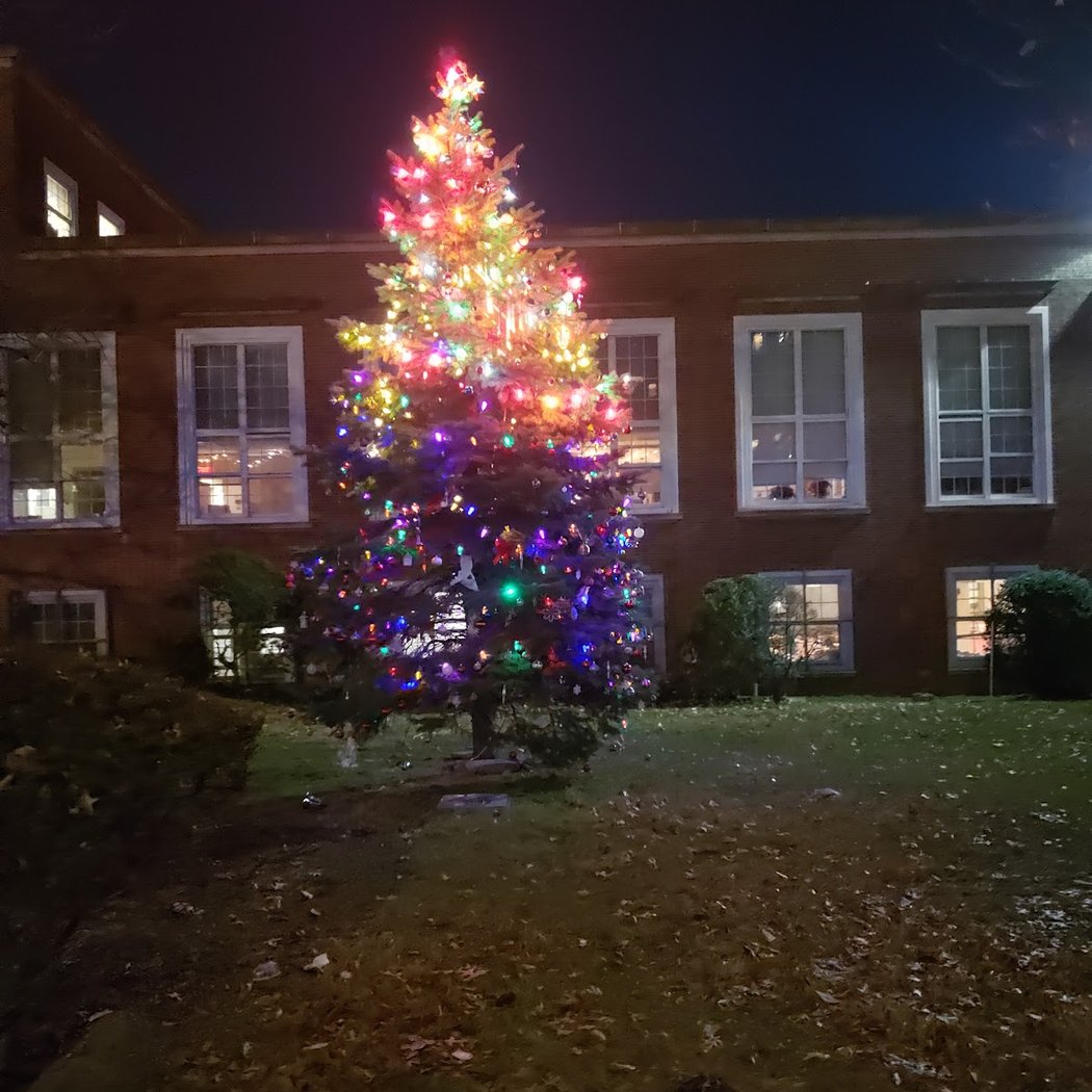The Tree of Borough Hall 1