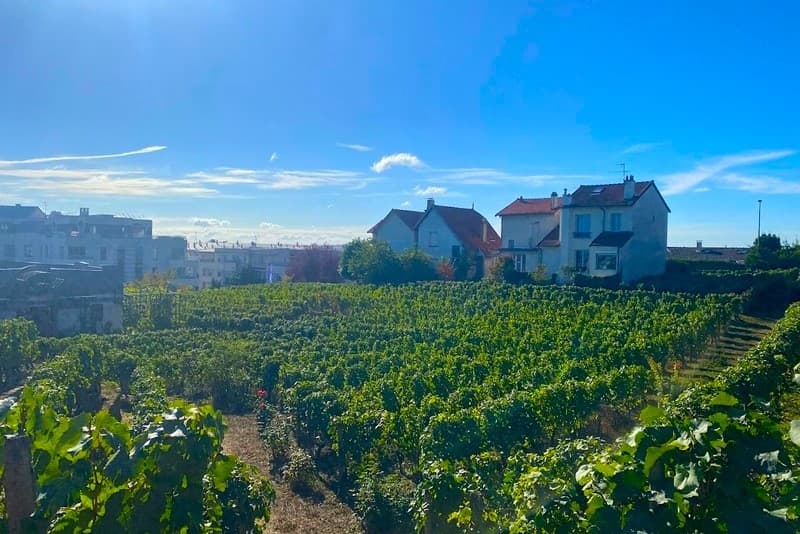 Suresnes Vineyard 4
