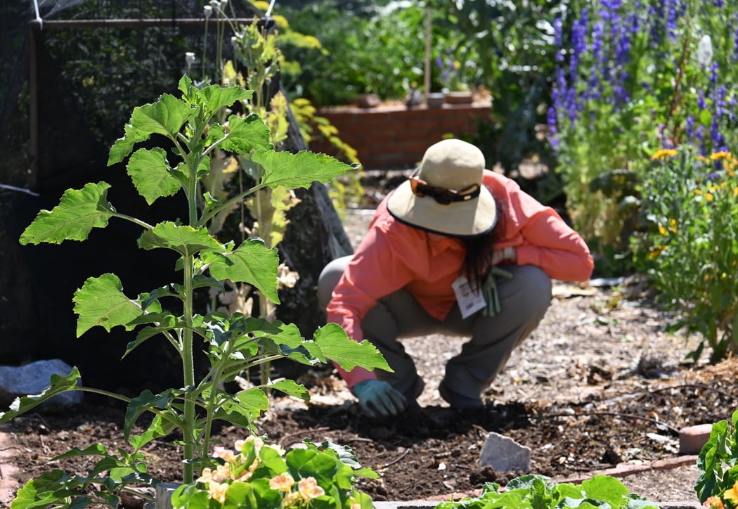 Pollinator Week Event 1