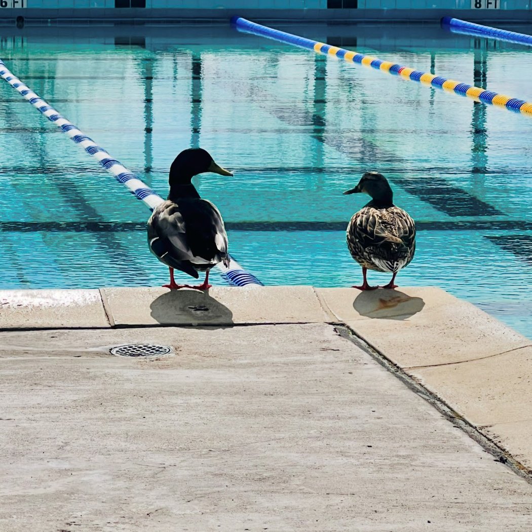 Petaluma Swim Center 3