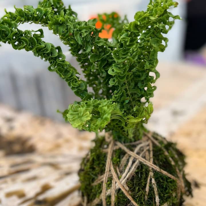 Create your own Kokedama 2