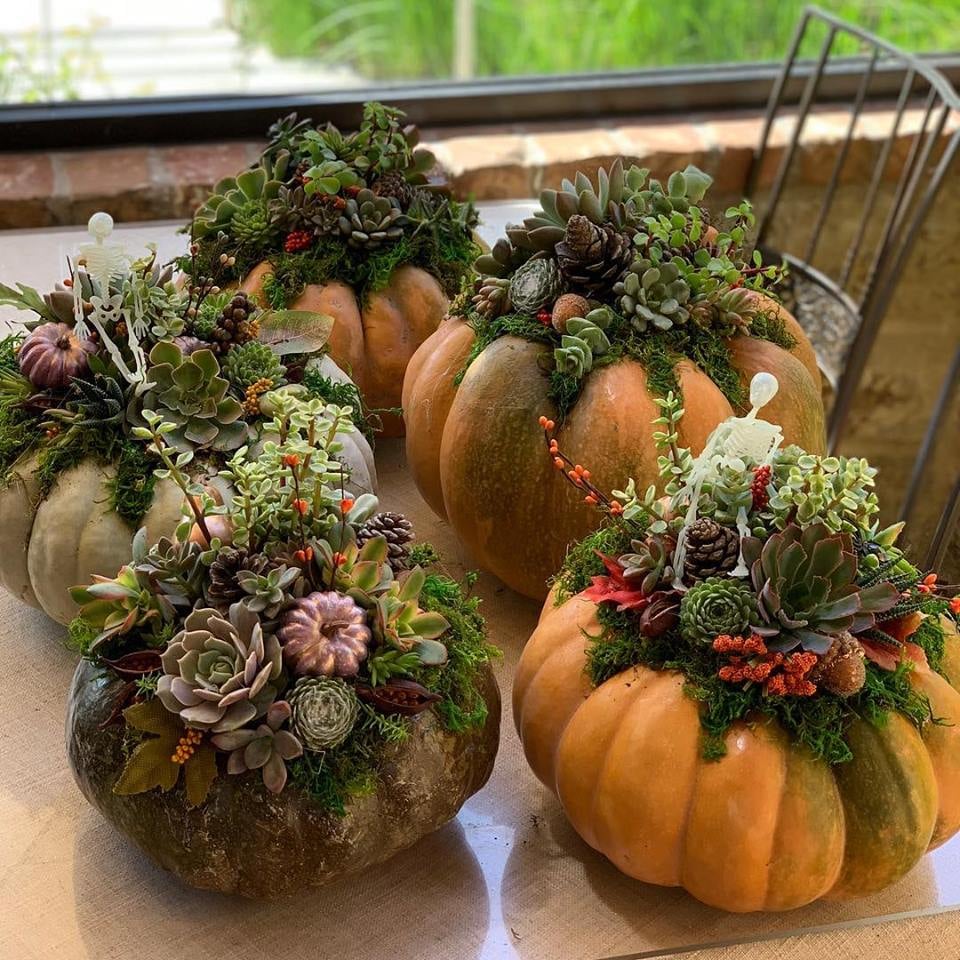 Sips and Succulents Workshop 1