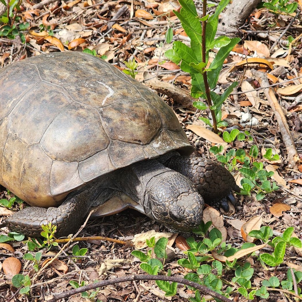 Anastasia State Park 3