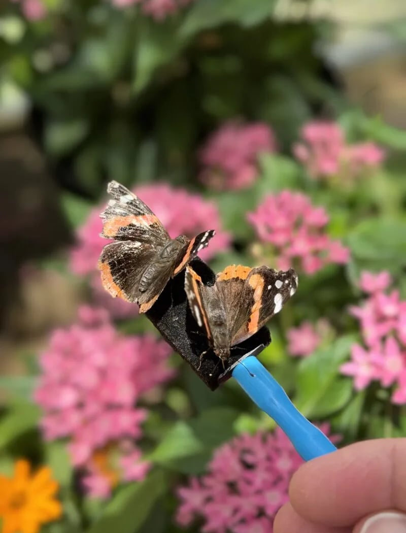 Breakfast With Butterflies 3