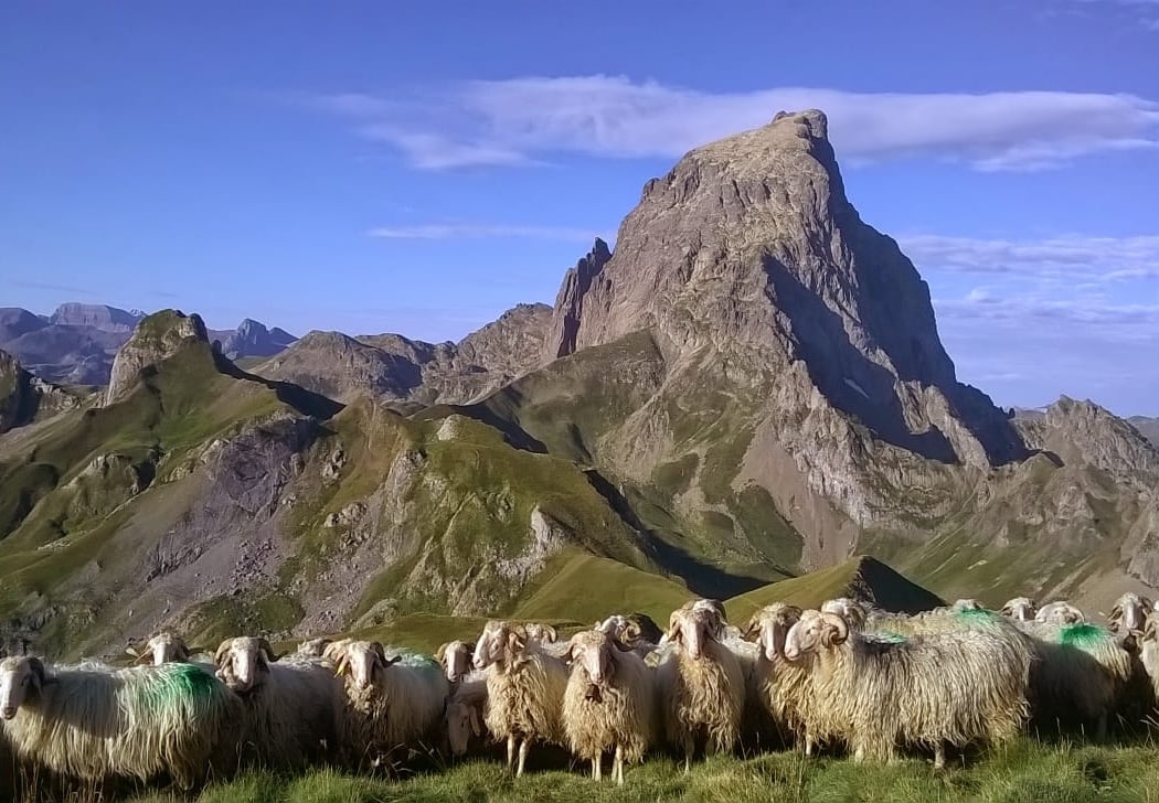 Carrère Régis Fromage pur brebis de la Vallée d'Ossau 3