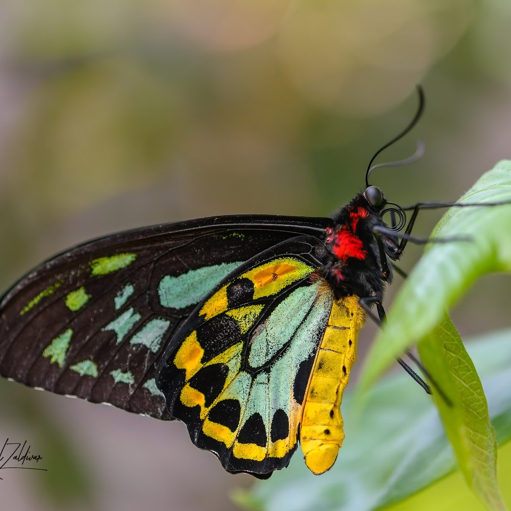 Butterfly World 4