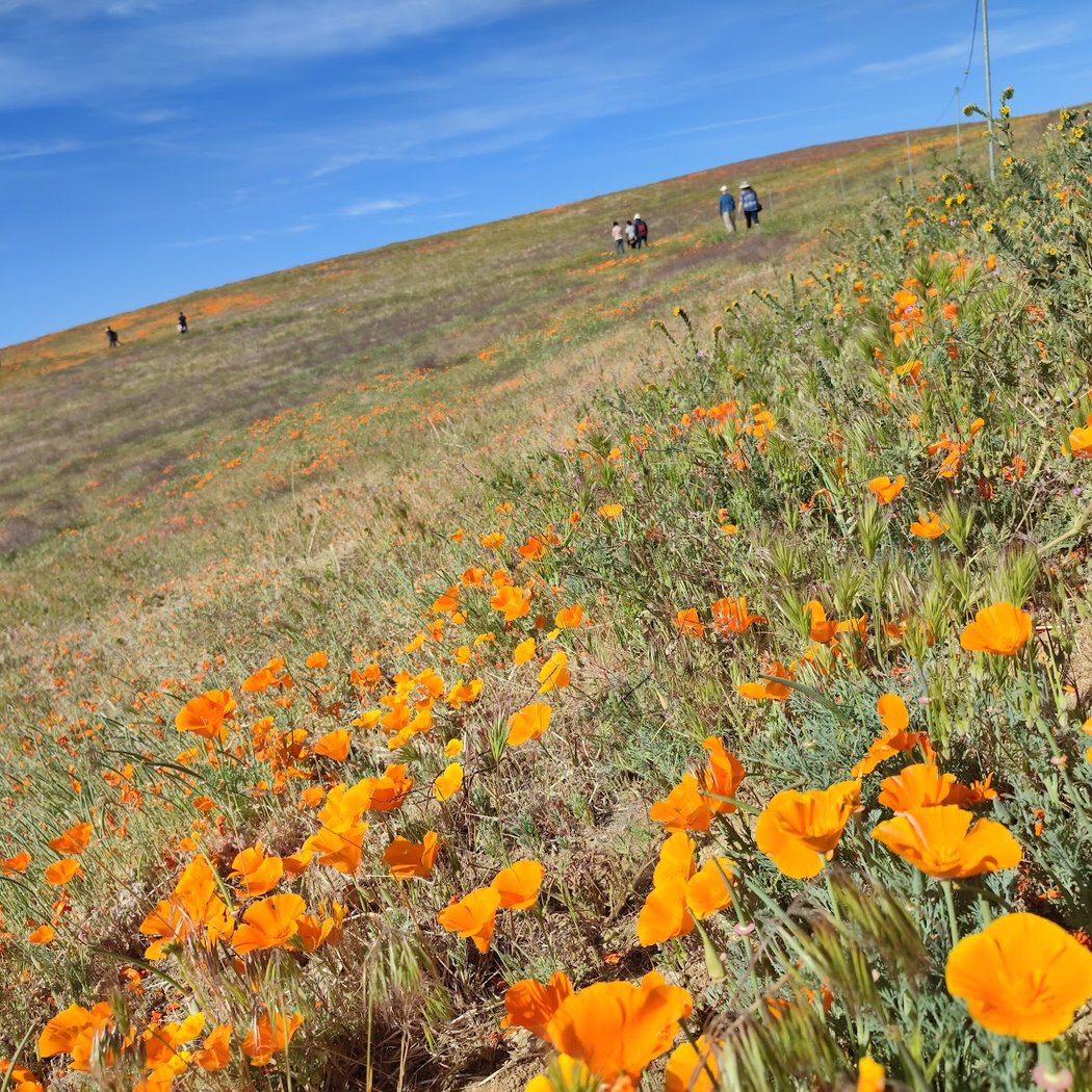 Antelope Valley California Poppy Reserve State Natural Reserve 2