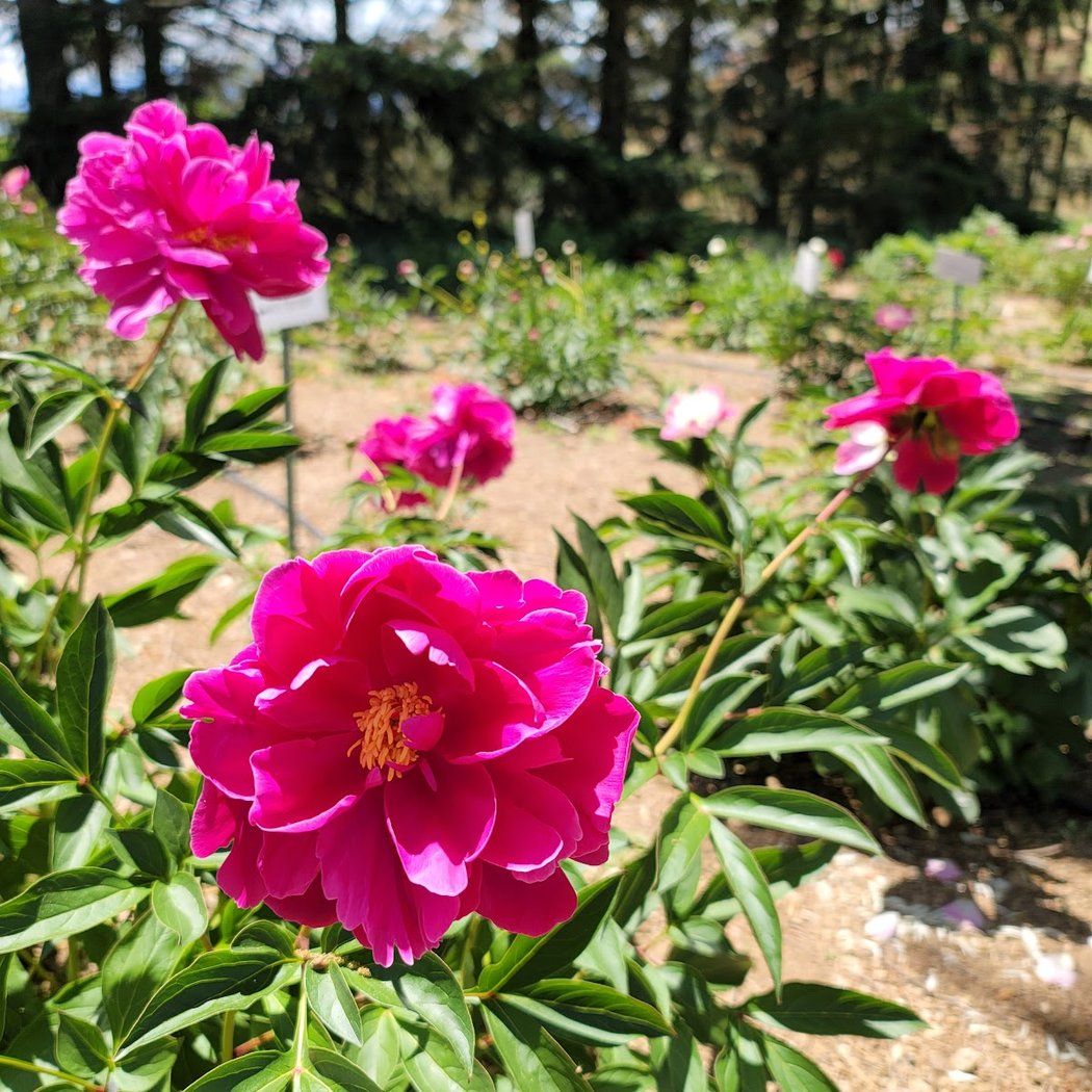 CharMarron Peony Nursery 2