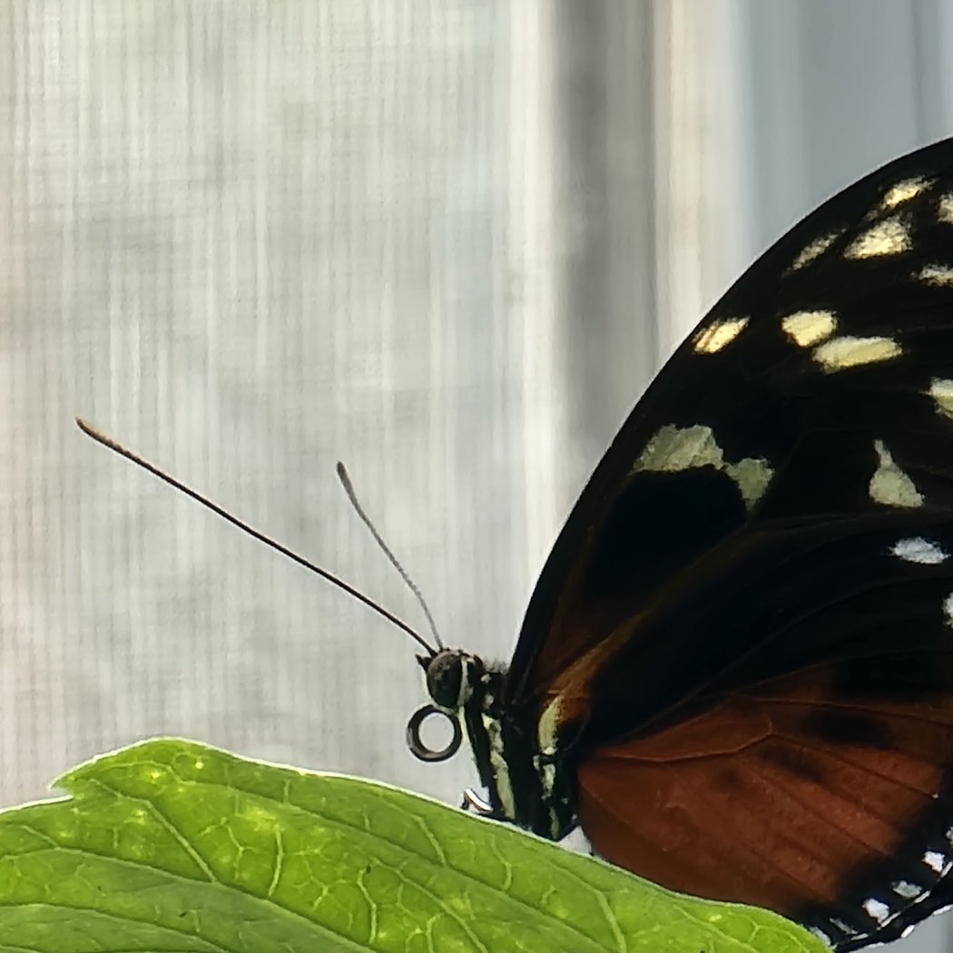 Butterfly Habitat 3