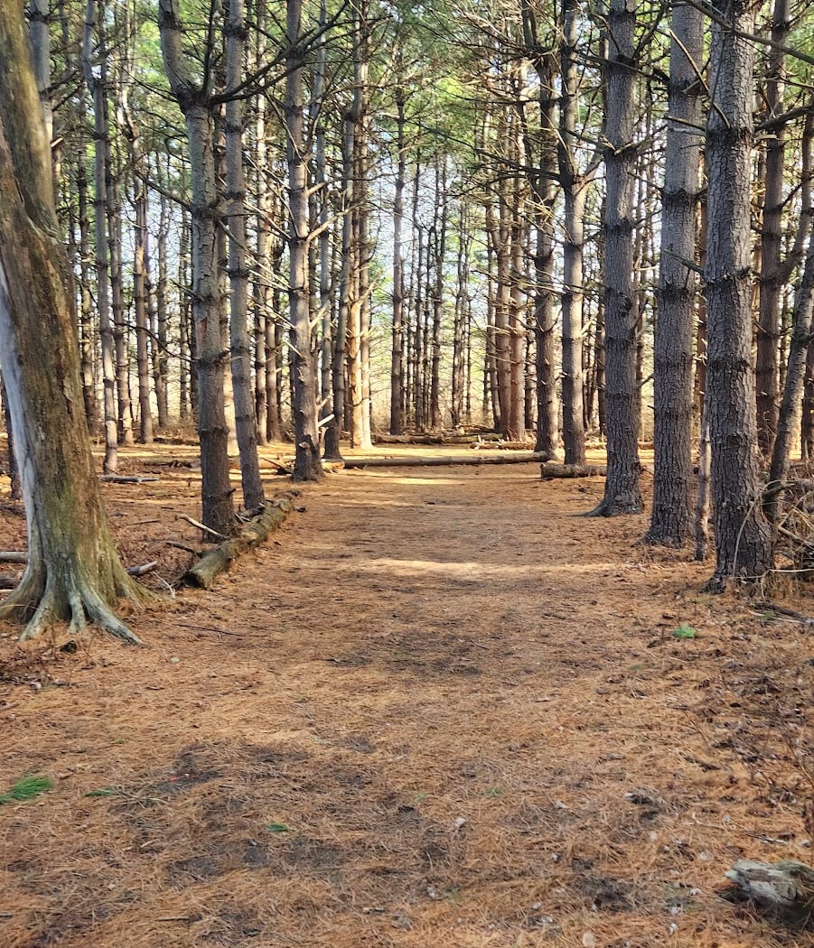 Burr Oak Woods Summer Solstice Hikes 3