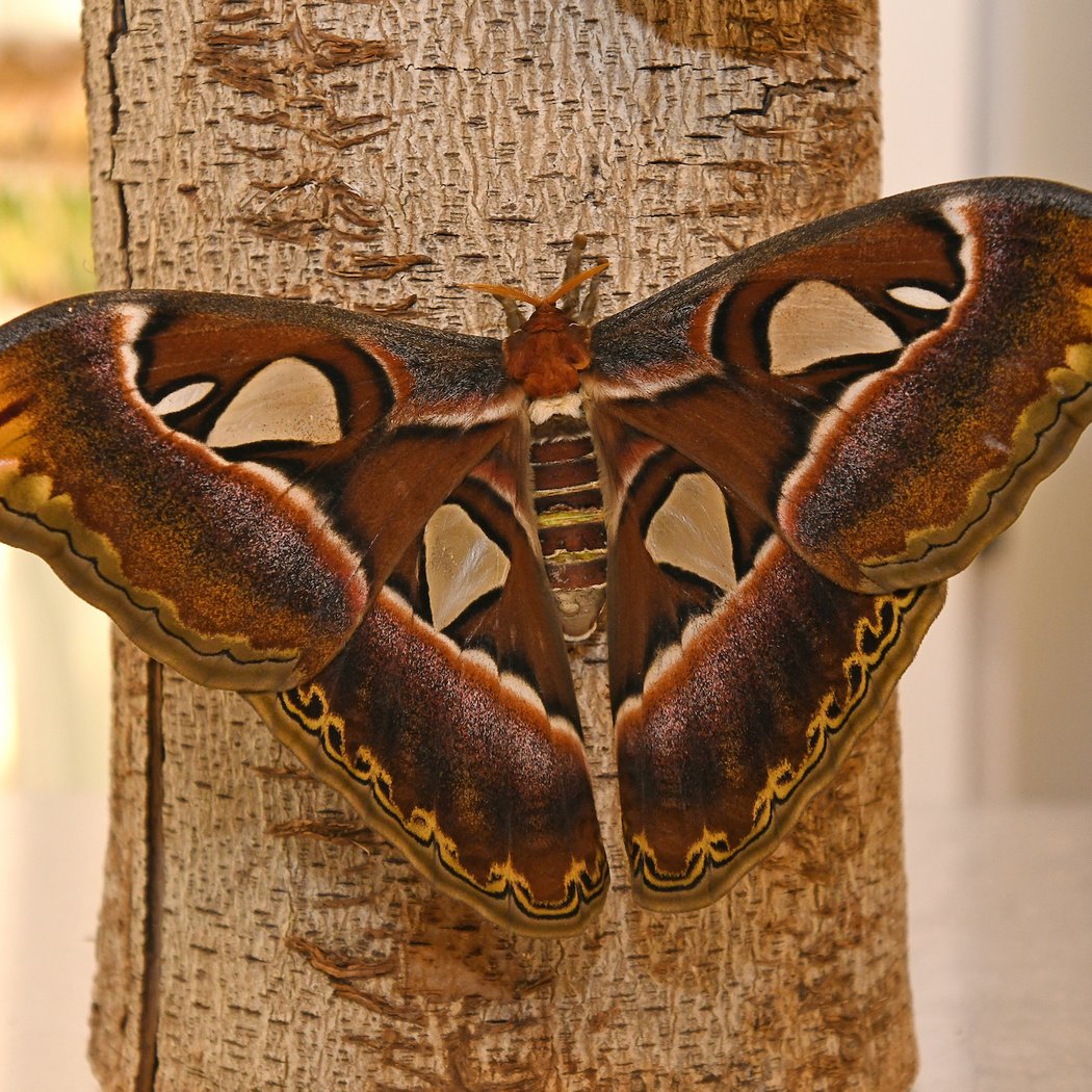 Moth Week 1