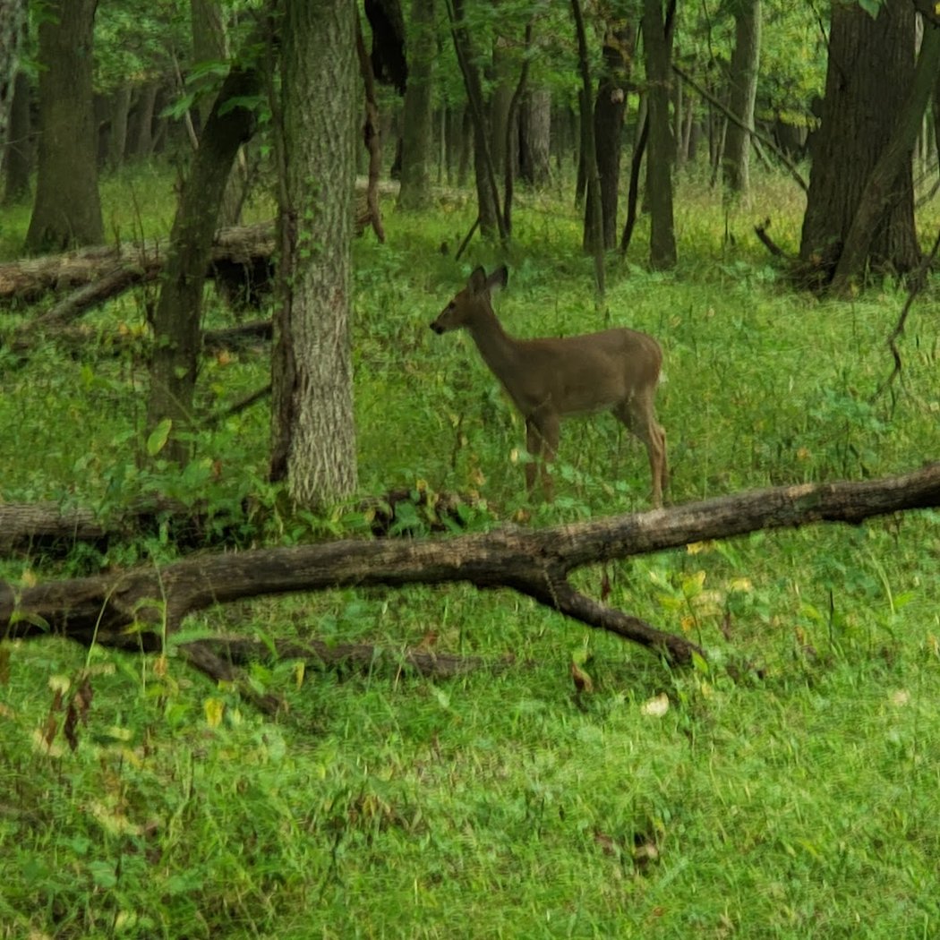 Grosse Ile Nature & Land Conservancy. John C Jackson Resource Center 3