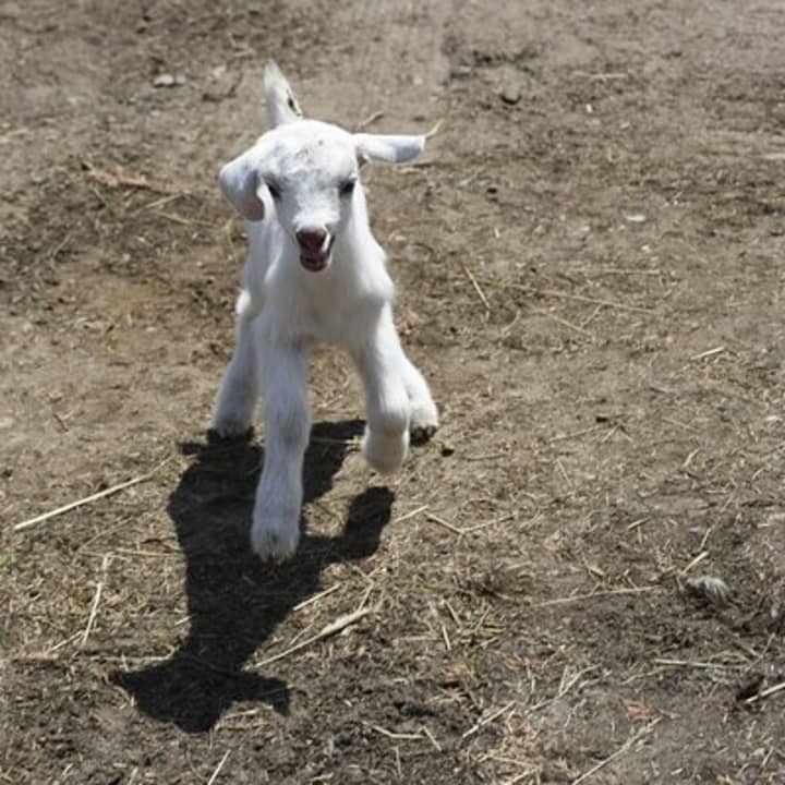 1.5 Hour Immersive Farm Experience in Adirondacks 3