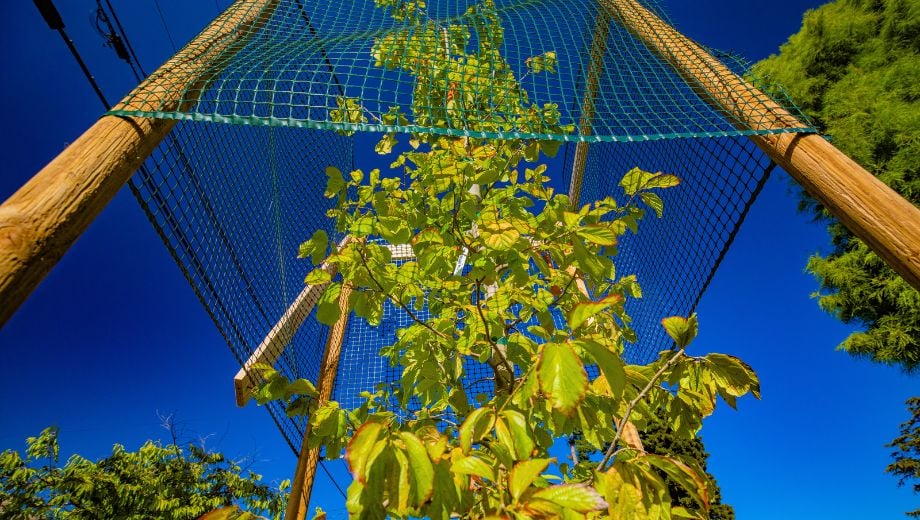 Community Tree Planting 1