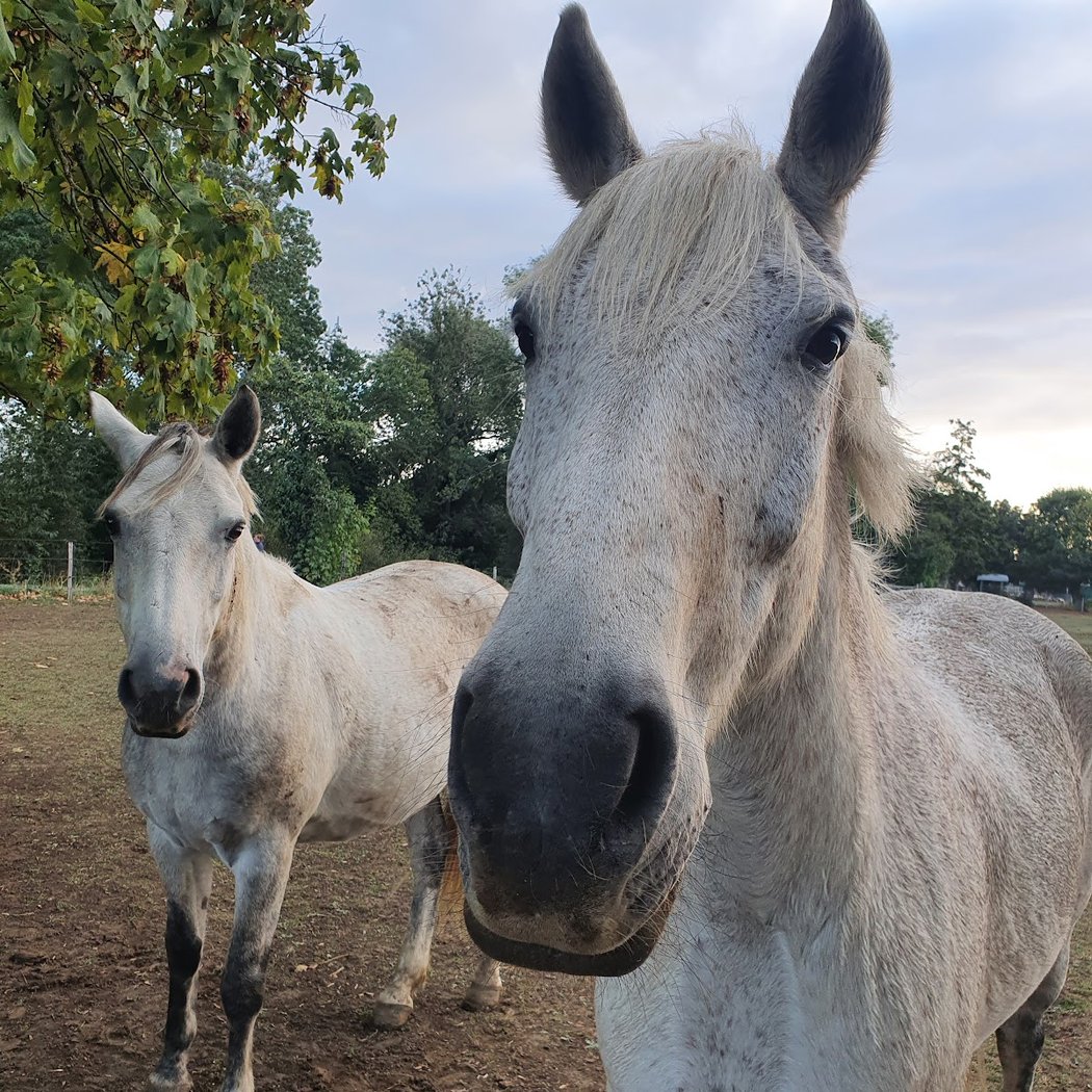 Poneys Kids 1