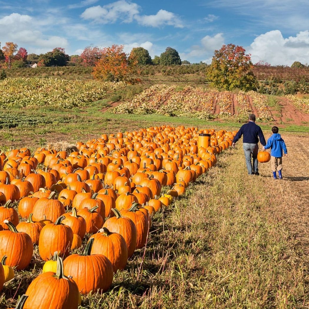 Pumpkin Patch 1