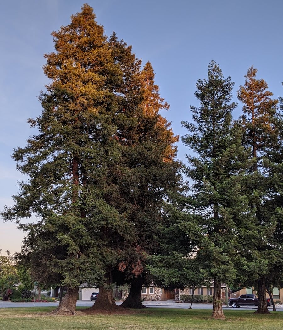 Wilcox Park 3