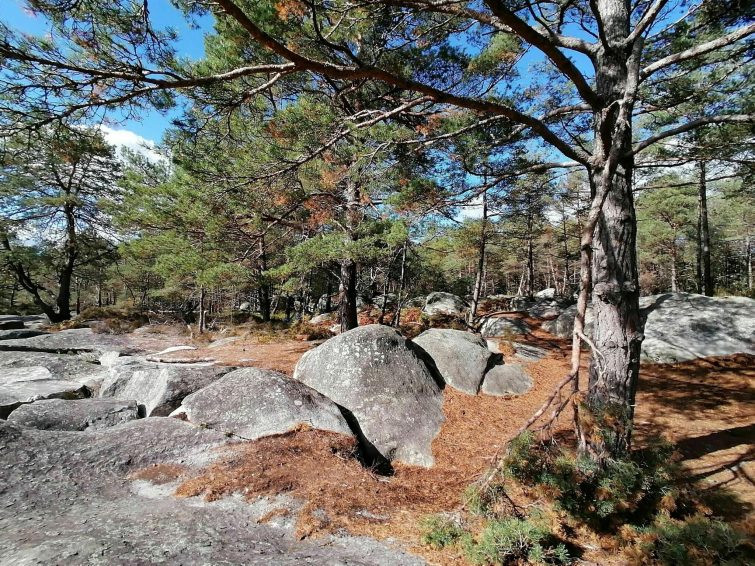 Forêt de Fontainebleau 5