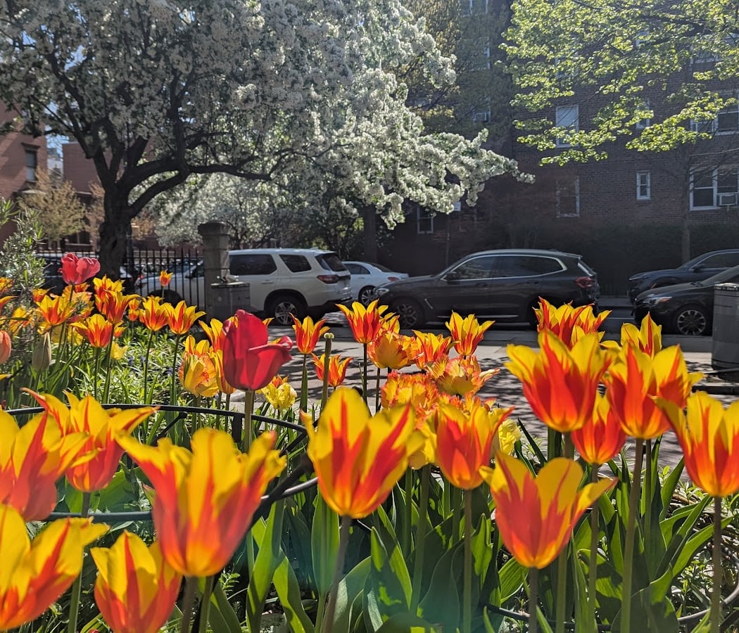 Cobble Hill Park 1