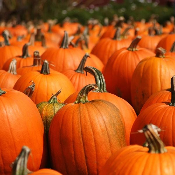 Conklin Farm U-Pick 1
