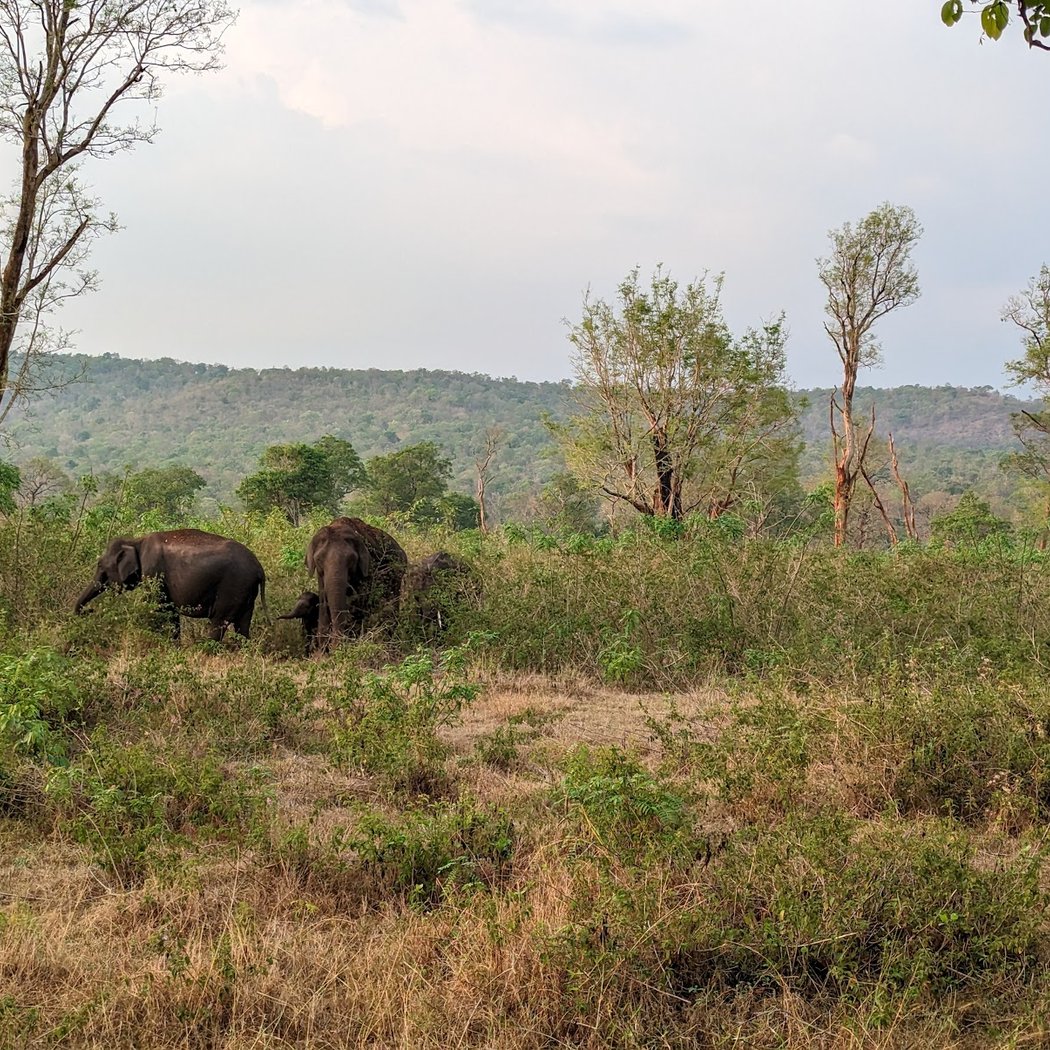Bandipur National Park 3