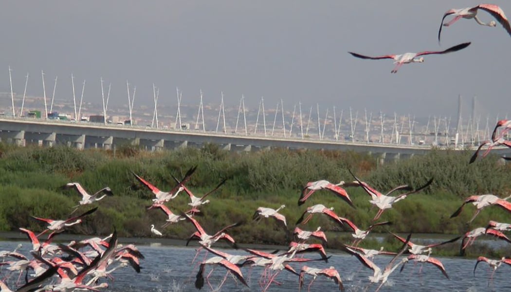 Caminhando com Flamingos 2